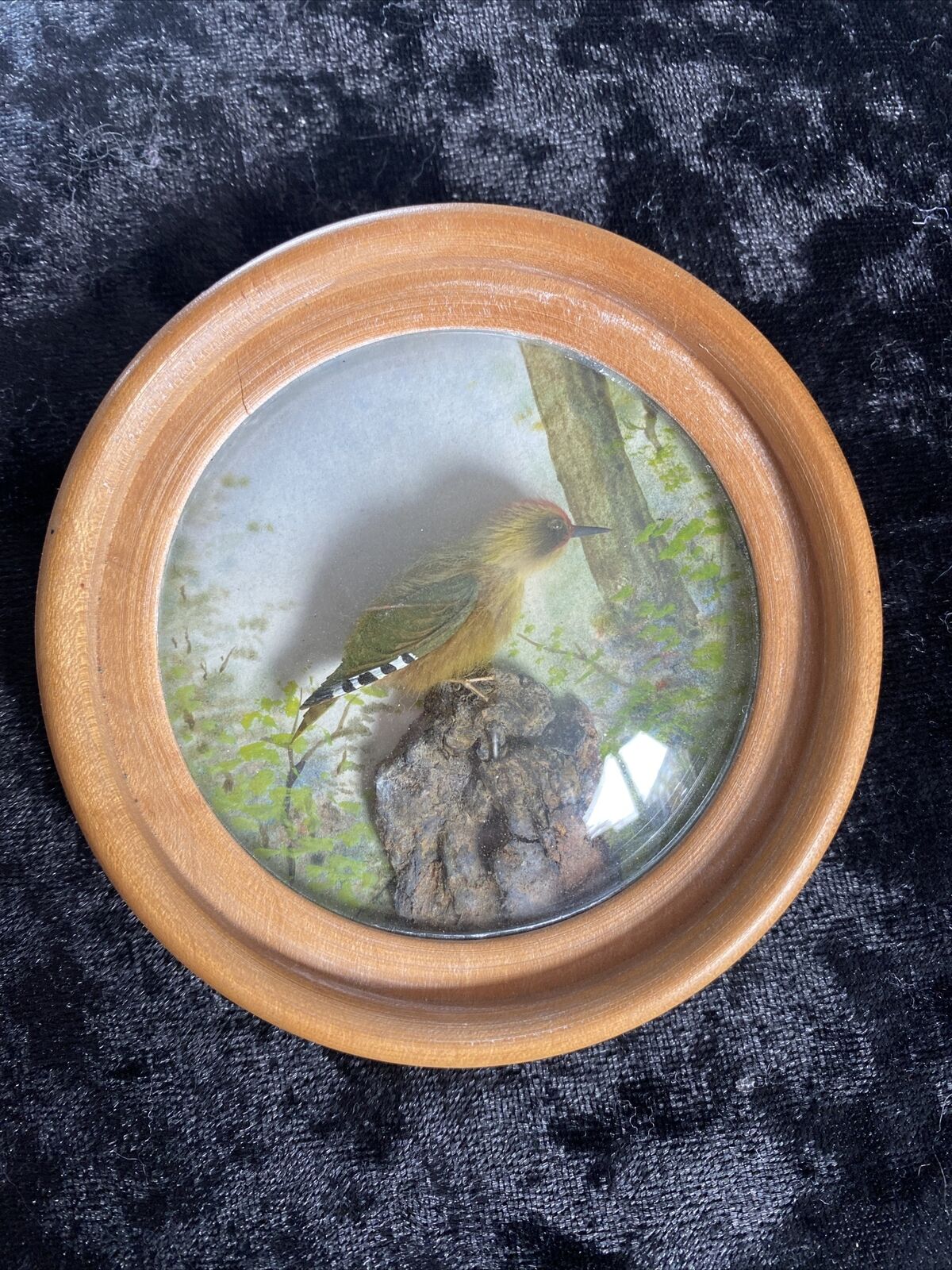 Green Woodpecker (Version 4)